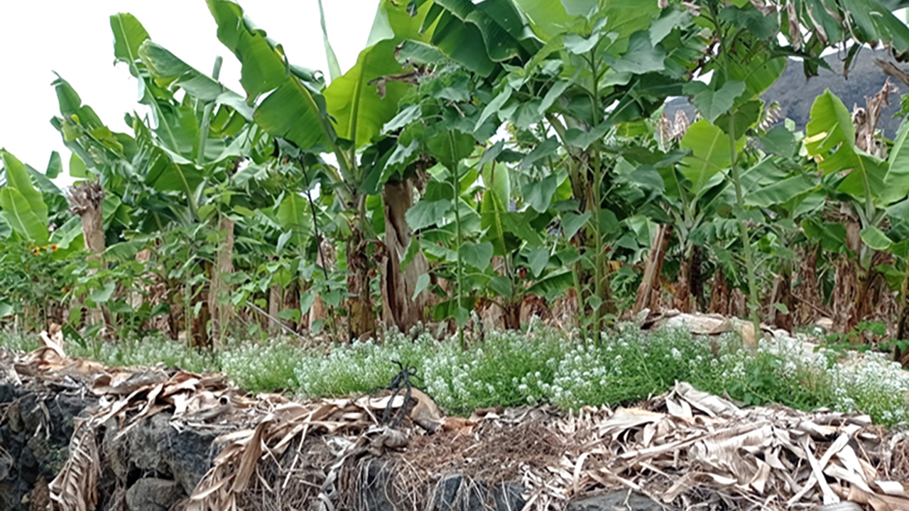 Biodiversidad cultivos tropicales Canarias hacer dejar hacer